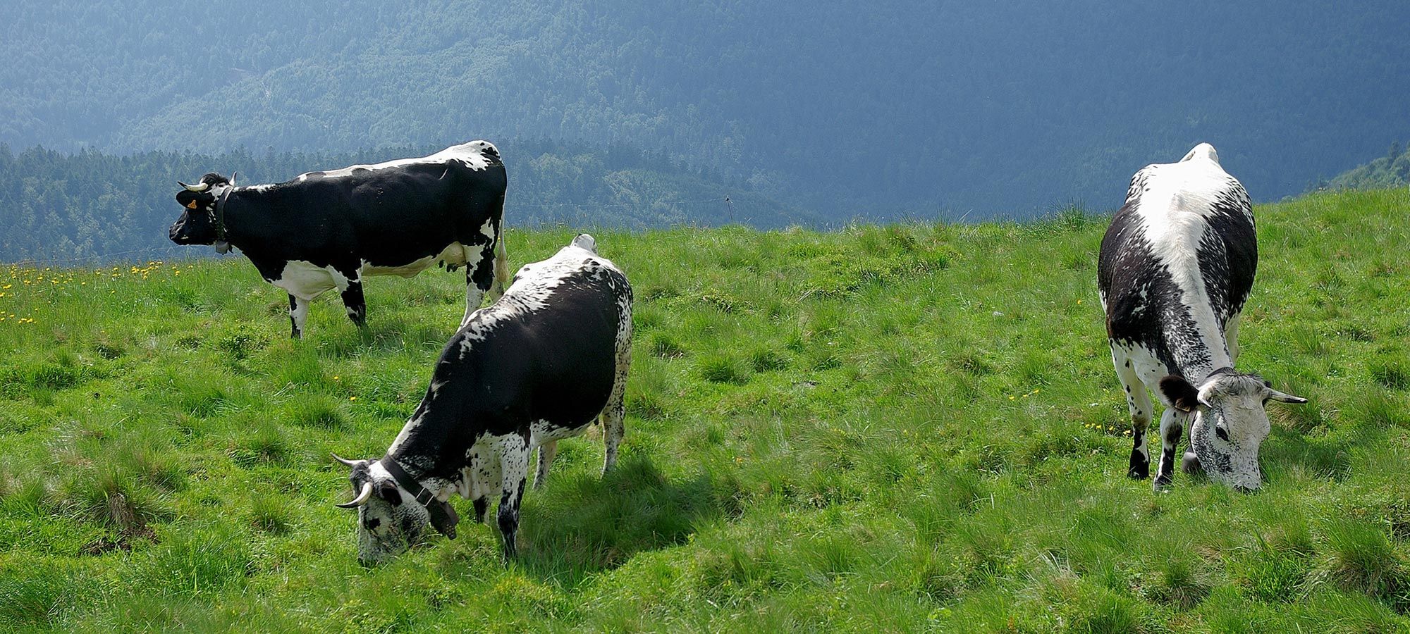 cows munster cheese la Vosgienne